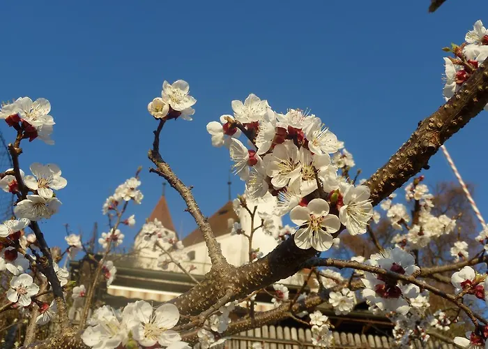 מלון Restaurant Schwert תון